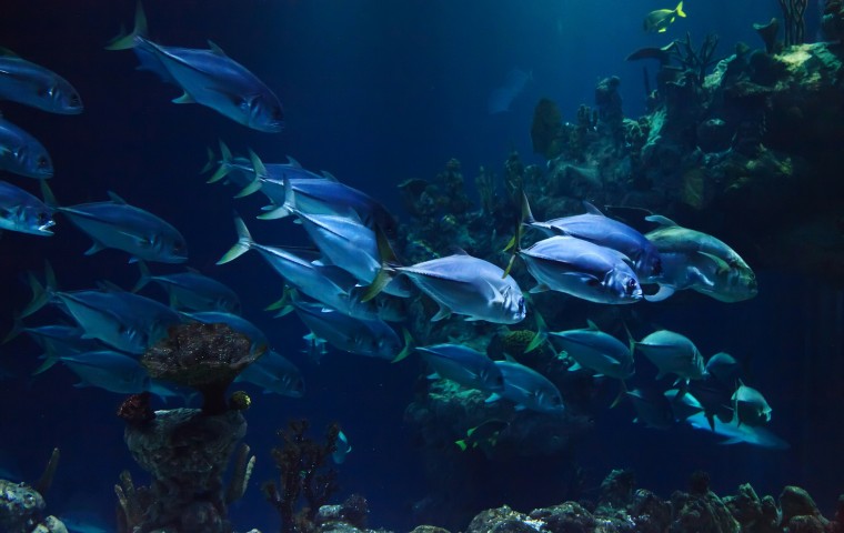 FLORIDA KEYS FISH-57bdf386916a2.jpg
